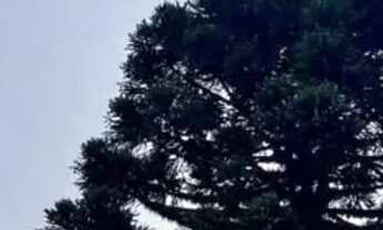 Imagem 4: Chácara rural Colombo - (Curitiba) PR