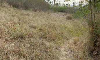 Imagem 6: Oportunidade em Glória do Goitá 4.2 hectare