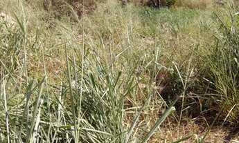 Imagem 2: Vendo Terreno no Dom Bosco