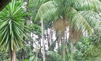 Imagem 4: Lindo sitio a menos de 20 km do centro de Santo Amaro com 2 nascentes de água pura