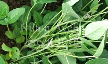 Imagem 5: Fazenda em lavoura 1000ha