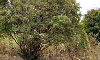 Imagem 6: Chácara - 81320 m² por R$ 380.000 - Alfredo Vasconcelos - Alfredo Vasconcelos/MG