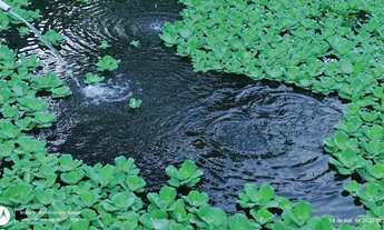 Imagem 3: Sitio 120x250 em Terra Alta por R$180 mil reais