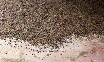 Imagem 2: Sítio em Santa Teresa com casa de 4 quartos - 31.000M2. - excelente localização