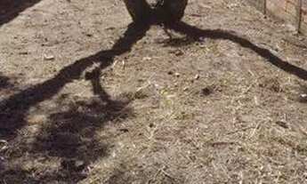 Imagem 2: Terreno à venda, 132 m² por R$ 140.000,00 - Jardim Santa Luzia - São José dos Campos/SP