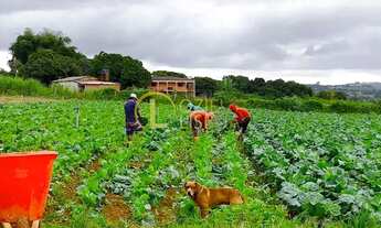 Imagem 6: CHÁCARA 105 HECTARES ESCRITURADA 100% PLANA CASA SEDE TANQUE DE PEIXES NO INCRA 08 BEIRA