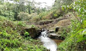 Imagem 2: Roça de cacau Fazenda / sítio com venda por R$85.000
