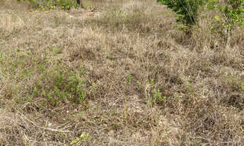 Imagem 2: Oportunidade em Glória do Goitá 4.2 hectare