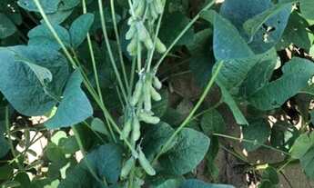 Imagem 5: Lote/terreno à venda em Encruzilhada Do Sul