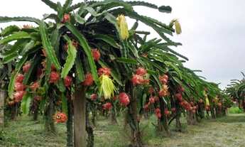 Imagem 2: 71 alqueires com 8700 pés de dendê em produção e açaizal