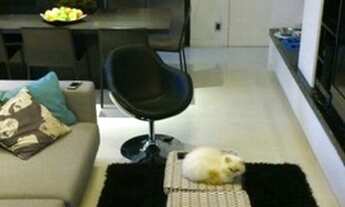 Imagem 2: APARTAMENTO - AGRONÔMICA - SC