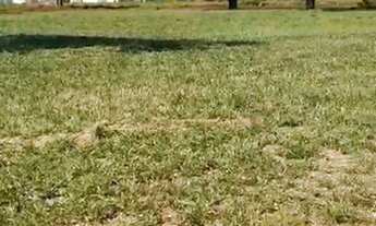 Imagem 7: Terreno - Barreira - Arandu