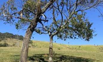 Imagem 5: Lotes por 89.999,00 avista aceitamos entrada e parcelas direto com Dono A.C