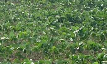 Imagem 2: Lote/terreno à venda em Encruzilhada Do Sul