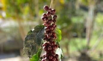 Imagem 4: Sítio em Santa Teresa com casa de 4 quartos - 31.000M2. - excelente localização