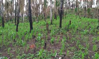 Imagem 6: Área rural à venda, Maranhão Novo, São Luís