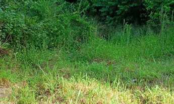 Imagem 7: Casa Casa com 3 dormitórios