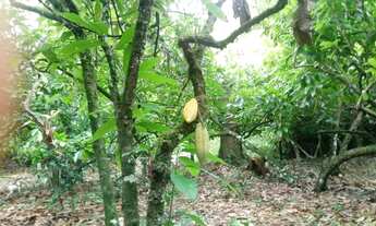 Imagem 1: Roça de cacau Fazenda / sítio com venda por R$85.000