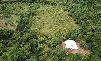 Imagem 4: SÍTIO COM 100HECTARES COM ÁRVORES FRUTÍFERAS E MUITO MAIS