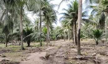 Imagem 5: Vende uma excelente fazenda com pés de coco