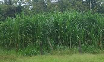 Imagem 4: Fazenda à venda, Alça Viária, Acará, PA
