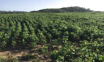 Imagem 7: Lote/terreno à venda em Encruzilhada Do Sul