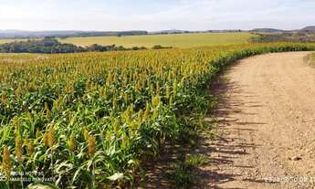 Imagem 2: VENDO EXCELENTE FAZENDA NA REGIÃO DE JUSSARA GO