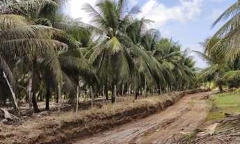 Imagem 4: Vende uma excelente fazenda com pés de coco