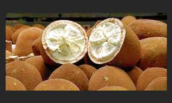 Imagem 3: 71 alqueires com 8700 pés de dendê em produção e açaizal