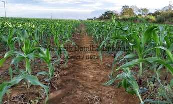 Imagem 5: Fazenda à venda em Jangada-MT