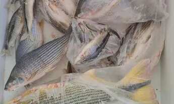 Imagem 7: Racho Maranata - Pescaria e Lazer