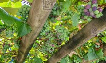 Imagem 7: Imóvel único em Rancho Queimado para moradia ou casa de campo