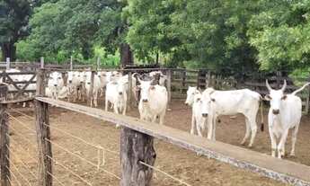 Imagem 5: Fazenda 1.512 há, casa sede e de caseiro, nascentes, com acesso ao rio cipó