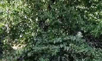 Imagem: Terreno à venda em GUARANI, Novo Hamburgo