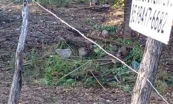 Imagem 4: Vendo terreno Itapipoca na praia da Baleia
