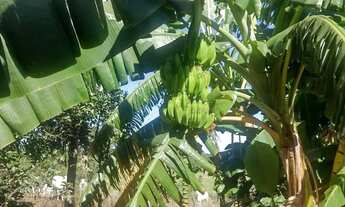 Imagem 6: Sítio à venda, zona rural, Morrinhos, GO