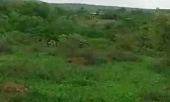 Imagem 7: Fazenda para reserva, reflorestamento, pecuária aceita troca