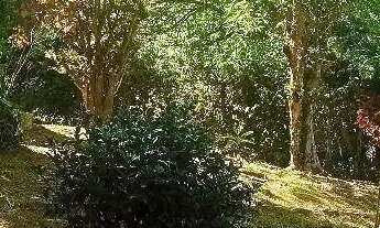 Imagem 5: Chácara com 4 dormitórios à venda, 3285 m² por R$ 900.000,00 - Dos Silvas - Morungaba/SP