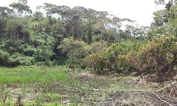 Imagem 6: Roça de cacau Fazenda / sítio com venda por R$85.000