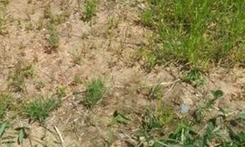 Imagem 6: TERRENO - JARDIM NOVO HORIZONTE - SP