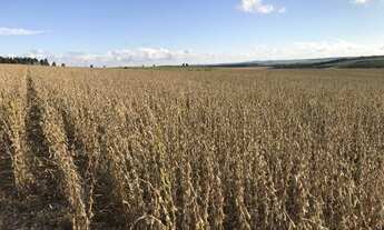 Imagem 6: Porto Amazonas - 389 Hectares - Plantando 90 Alqueires - Com Sede Completa