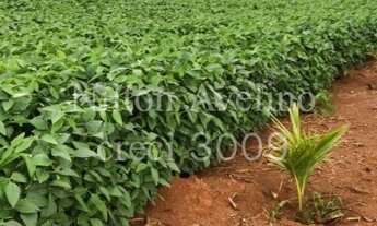 Imagem 6: Fazenda em lavoura 1000ha