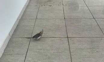 Imagem 4: Casa 3 Peças - Vila Acordes - Pinheirinho