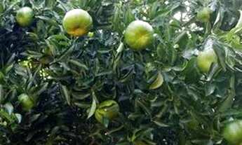 Imagem 7: Vendo ou troco casa inacabada no Campo do Pires, Nova Lima. 380.000,00 Lúcio 31.