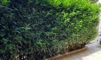 Imagem 3: SOBRADO - MOEMA ÍNDIOS - SP