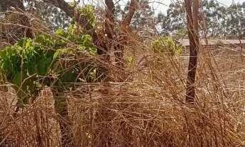 Imagem 3: CHACARA DAIA 2 BR 153