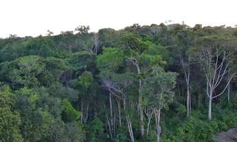 Imagem 2: Vendo área de 436.500m2 na Rodovia AM 070 km 18