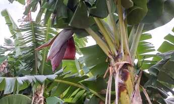 Imagem 3: Vendo Sitio Chácara com venda com preço sob consulta