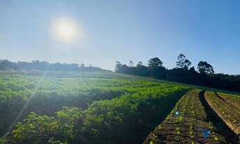 Imagem 4: Terrenos Planos e Limpos Para Sua Casa de Campo em Ibiúna
