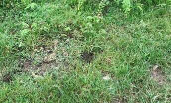 Imagem: Fazenda Carolina Maranhão /5 km da cidade